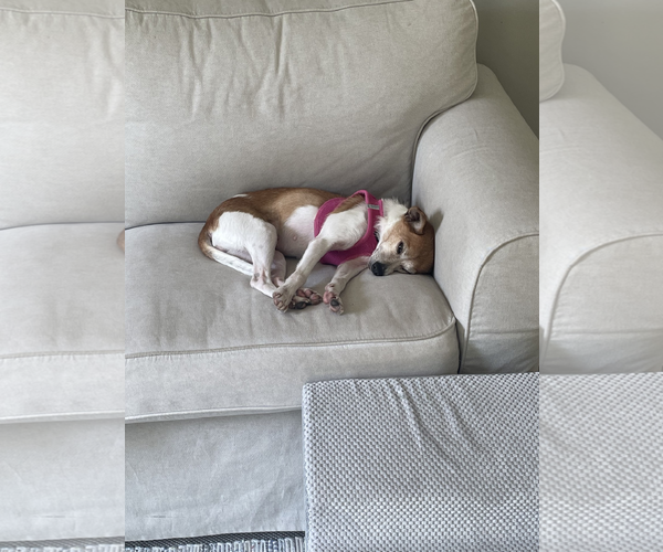 Medium Photo #3 Rat-Cha Puppy For Sale in Princeton, MN, USA