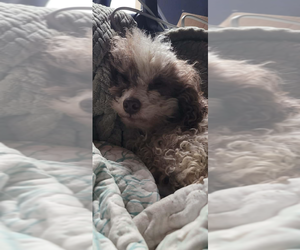 Father of the Maltipoo (Miniature) puppies born on 05/12/2026
