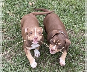 American Bully Puppy for sale in CRYSTAL SPGS, MS, USA