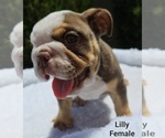 Small Photo #9 Bulldog Puppy For Sale in FRESNO, CA, USA