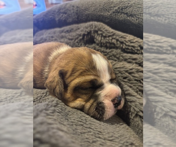 Medium Photo #13 Olde English Bulldogge Puppy For Sale in ALDEN, MN, USA