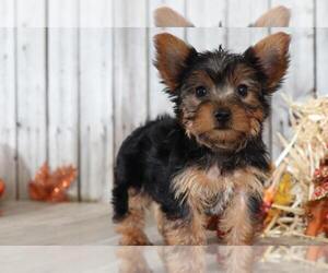 Yorkshire Terrier Puppy for sale in MOUNT VERNON, OH, USA