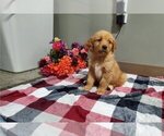 Small Golden Retriever