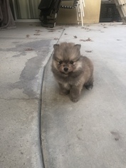 Father of the Pomeranian puppies born on 10/01/2018