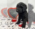 Small Photo #3 Double Doodle Puppy For Sale in PIERSON, FL, USA