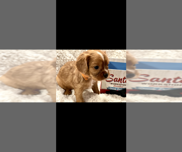 Medium Photo #2 Cavalier King Charles Spaniel Puppy For Sale in FRISCO, TX, USA