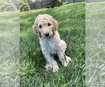 Puppy Red Male Poodle (Standard)