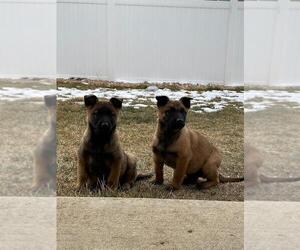 Belgian Malinois Puppy for sale in SEVERANCE, CO, USA