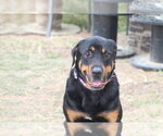 Small #17 Rottweiler
