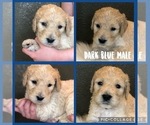 Small Photo #8 Goldendoodle Puppy For Sale in VESTA, MN, USA