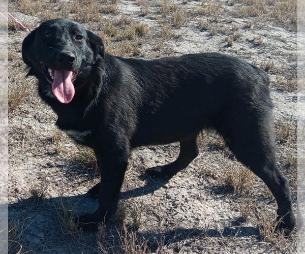 Medium Photo #2 Labrador Retriever-Unknown Mix Puppy For Sale in Minneapolis, MN, USA