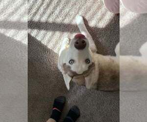 Siberian Husky-Unknown Mix Dogs for adoption in Raleigh, NC, USA