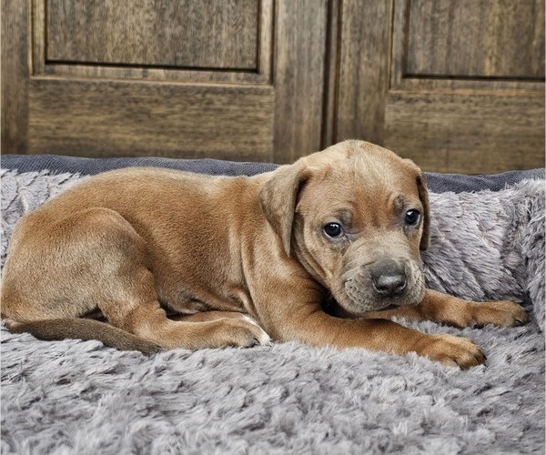 Medium Photo #1 Rhodesian Ridgeback Puppy For Sale in BUMPASS, VA, USA