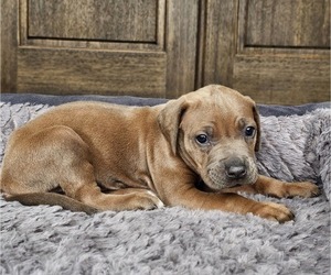 Rhodesian Ridgeback Puppy for sale in BUMPASS, VA, USA
