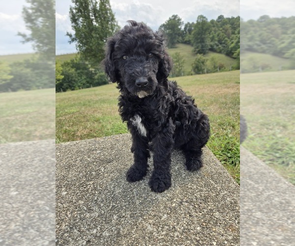 Medium Photo #1 Poodle (Standard) Puppy For Sale in WILLIAMSTOWN, KY, USA