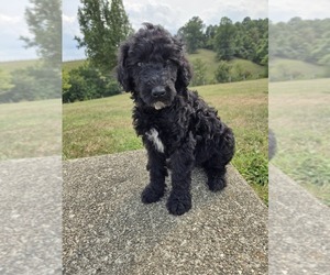 Poodle (Standard) Puppy for sale in WILLIAMSTOWN, KY, USA