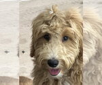 Small #1 Goldendoodle (Miniature)