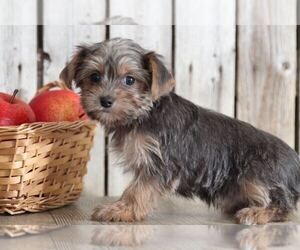 Yorkshire Terrier Puppy for sale in MOUNT VERNON, OH, USA