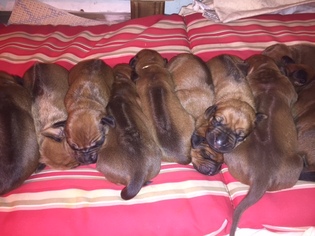Rhodesian Ridgeback Puppy for sale in NEW MILFORD, CT, USA