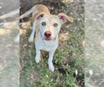 Small #1 Labrador Retriever Mix