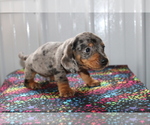 Small Photo #2 Dachshund Puppy For Sale in BEDFORD, IN, USA