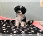Small #3 Havanese