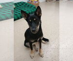 Small #5 German Shepherd Dog Mix