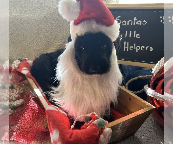 Medium Photo #5 Goldendoodle Puppy For Sale in FORT LAUDERDALE, FL, USA