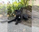 Small #11 German Shepherd Dog