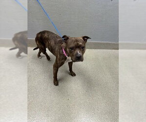 Mutt Dogs for adoption in Las Vegas, NV, USA