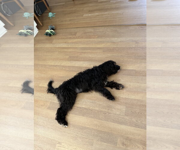 Medium Photo #3 Mutt Puppy For Sale in Virginia Beach, VA, USA