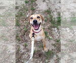 Small Labrador Retriever Mix