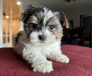 Yorkshire Terrier Puppy for sale in FRESNO, CA, USA