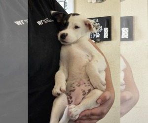 Mutt Dogs for adoption in Amarillo, TX, USA