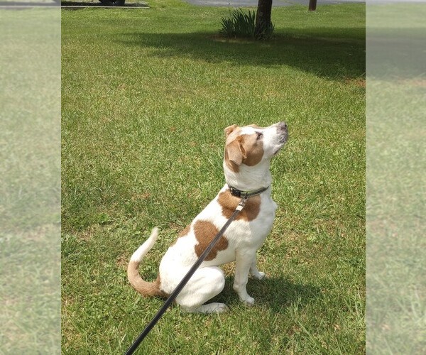 Medium Photo #2 American Pit Bull Terrier Puppy For Sale in RUSTBURG, VA, USA