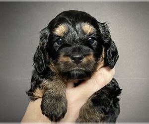 Cockapoo Puppy for sale in WILMINGTON, NC, USA