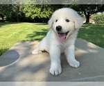 Small #4 Great Pyrenees