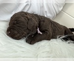 Puppy Princess Lenore Poodle (Standard)