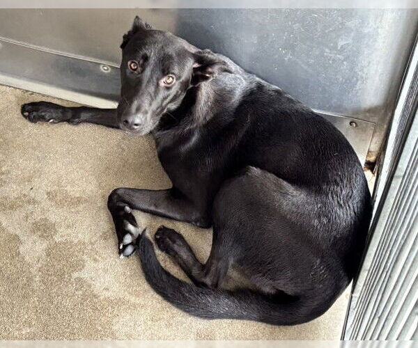 Medium Photo #2 German Shepherd Dog-Unknown Mix Puppy For Sale in San Bernardino, CA, USA