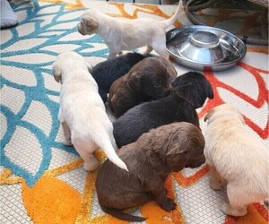 Labradoodle Puppy for sale in ABERDEEN, WA, USA