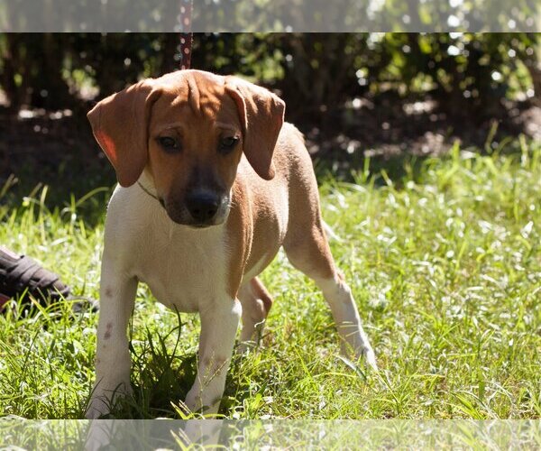 Medium Photo #9 Beagle-Unknown Mix Puppy For Sale in Sanford, FL, USA