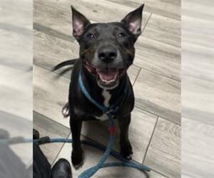 Bull Terrier-Unknown Mix Dogs for adoption in Redlands, CA, USA