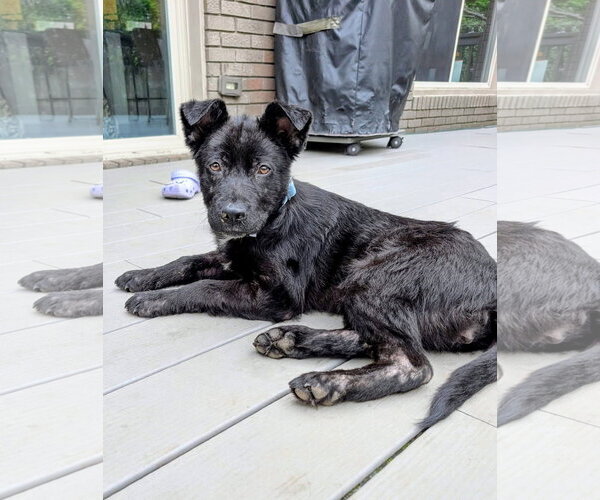 Medium Photo #1 Mutt Puppy For Sale in Germantown, OH, USA