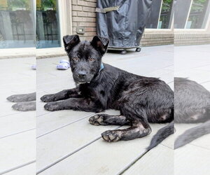 Mutt Dogs for adoption in Germantown, OH, USA