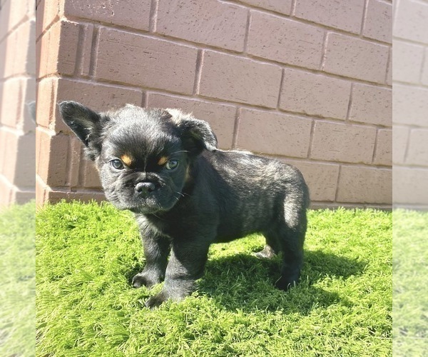 Medium Photo #63 French Bulldog Puppy For Sale in COLUMBUS, OH, USA