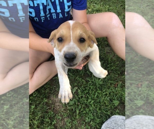 Medium Photo #12 English Coonhound Puppy For Sale in MARSHALL, IL, USA