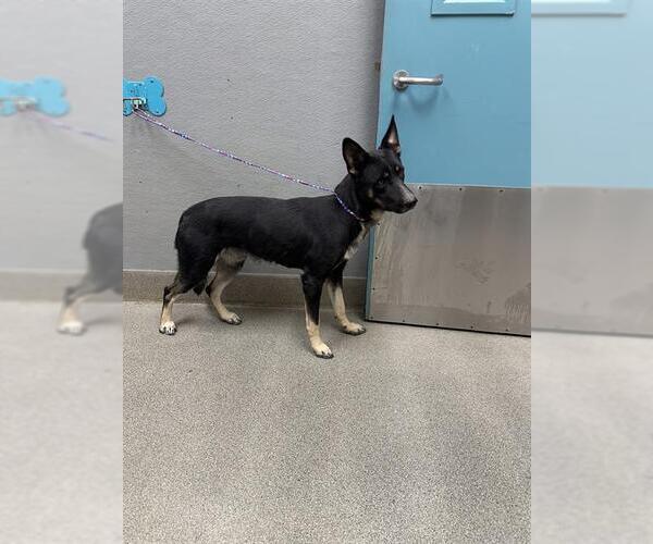 Medium Photo #2 German Shepherd Dog-Unknown Mix Puppy For Sale in Las Vegas, NV, USA