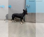 Small #1 German Shepherd Dog Mix