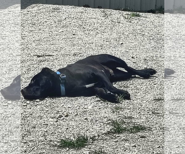 Medium Photo #2 Staffordshire Bull Terrier Puppy For Sale in Stover, MO, USA