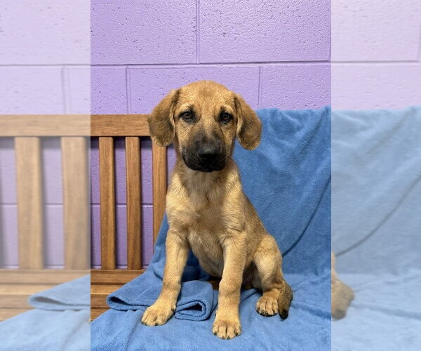 Medium Photo #2 Mutt Puppy For Sale in Genesee, WI, USA